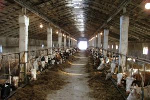 Как написать бизнес план молочной фермы для гранта